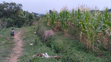 Gambar 1 di Jual Tanah Kebun Subur di Tapos Ciawi Bogor