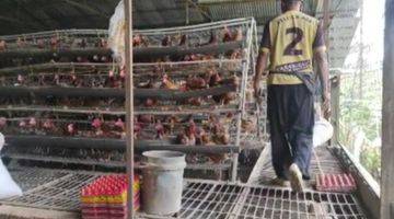 Gambar 2 PETERNAKAN AYAM AKTIF DI BOGOR TIMUR SHM 6,6 hectare Tanah