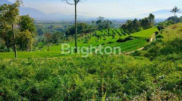 Gambar 1 Tanah  Seluas 2ha Lokasi Garut Cocok Buat Pertanian