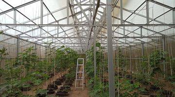 Gambar 3 Lahan Pertanian di Cilegon With 5 Unit Green House