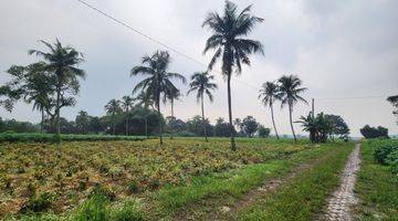 Gambar 3 Tanahmurah di Rumah kebon parung hijau kemang bogor 