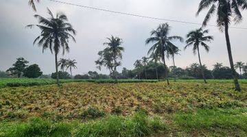 Gambar 4 Tanahmurah di Rumah kebon parung hijau kemang bogor 