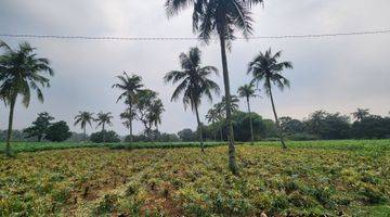 Gambar 5 Tanahmurah di Rumah kebon parung hijau kemang bogor 