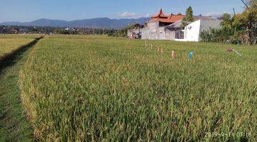 Gambar 2 Tanah Sawah Luas 3.200 m² Lokasi Strategis di Buleleng Bali