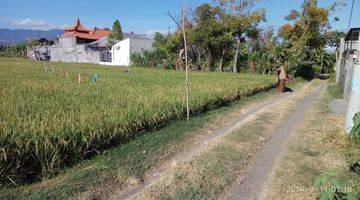 Gambar 1 Tanah Sawah Luas 3.200 m² Lokasi Strategis di Buleleng Bali