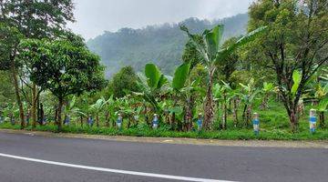 Gambar 2  Jual Tanah Sapikerep Bromo 0 Jl Raya Untuk Villa hotel cafe Dll