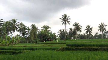 Gambar 2 Tanah di Daerah Ubud