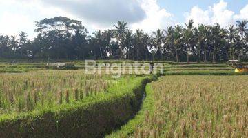 Gambar 3 Tanah sawah , di Pejeng dekat CentralUbud Bali. patokan Ubud one Villas