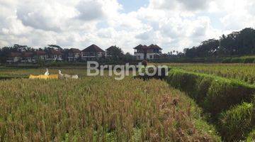 Gambar 2 Tanah sawah , di Pejeng dekat CentralUbud Bali. patokan Ubud one Villas