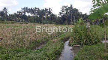 Gambar 5 Tanah sawah , di Pejeng dekat CentralUbud Bali. patokan Ubud one Villas