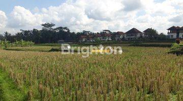 Gambar 1 Tanah sawah , di Pejeng dekat CentralUbud Bali. patokan Ubud one Villas