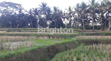 Gambar 4 Tanah sawah , di Pejeng dekat CentralUbud Bali. patokan Ubud one Villas