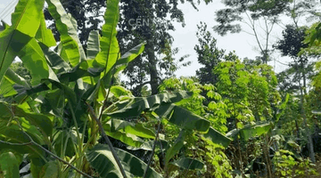 Gambar 1 TANAH DI SINGASARI JONGGOL BOGOR        