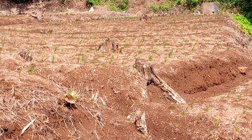 Gambar 4 Tanah Kebun di Cimaung Kabupaten Bandung