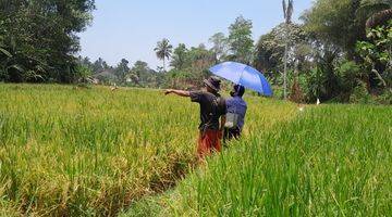 Gambar 3 Dijual Sawah Subur Panen 3 x Setahun 1054 m2 Sukabumi