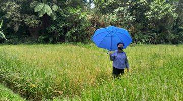 Gambar 3 Dijual Sawah Subur Panen 3 x Setahun 1054 m2 Sukabumi