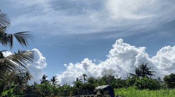 Gambar 5 Tanah Kavling View Sawah di Pering Dekat Dengan Rs Kasih Ibu