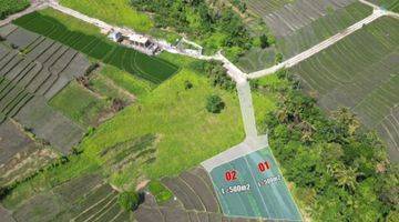 Gambar 2 Dijual Tanah Di Pererenan Canggu Direct Owner View Sawah