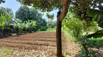 Gambar 3 Tanah Kebun Bonus Rumah Jambudipa Kolonel Masturi Bandung Barat. Dekat Awc