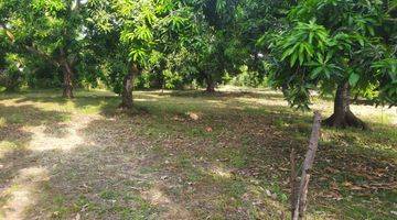 Gambar 1 Dijual Tanah Kebun Mangga di Pasuruan Jawa Timur