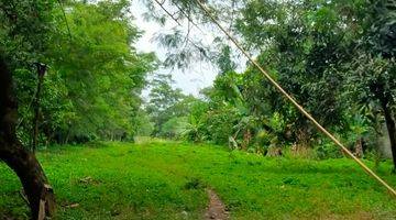 Gambar 1 Tanah Kebun di Balaraja Tangerang, Jalan Depan Lebar