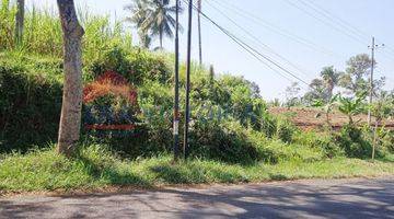 Gambar 1 Tanah murah cocok utk perkebunan kopi,jeruk dekat gunung kawi 