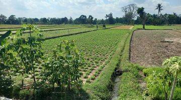 Gambar 3 Tanah Sawah SHM 418 M2 Tegal Rejo Tamanmartani Sleman