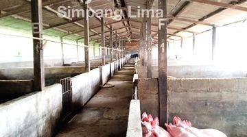 Gambar 1 Dijual Tanah Murah Peternakan Babi di Kopeng Salatiga (11.235-AUD) 