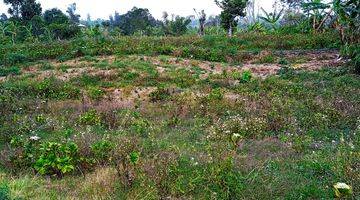 Gambar 2 Tanah di Banjar, Munduk Buleleng Bali SHM 10.000 m² View Cantik