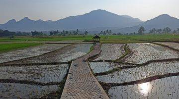 Gambar 5 KAVLING SAWAH PRODUKTIF MURAH LOKASI NEMPEL JALAN TRANSYOGI