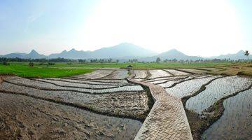 Gambar 5 KAVLING SAWAH PRODUKTIF MURAH LOKASI NEMPEL JALAN TRANSYOGI