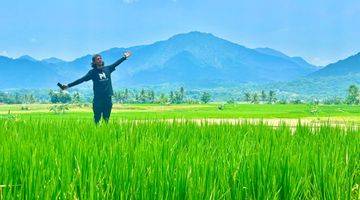 Gambar 1 TANAH KAVLING SAWAH PRODUKTIF MURAH NEMPEL JALAN PROVINSI