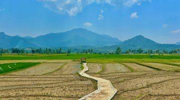 Gambar 4 KAVLING SAWAH PRODUKTIF MURAH LOKASI NEMPEL JALAN TRANSYOGI