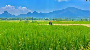 Gambar 5 TANAH KAVLING SAWAH PRODUKTIF MURAH NEMPEL JALAN PROVINSI