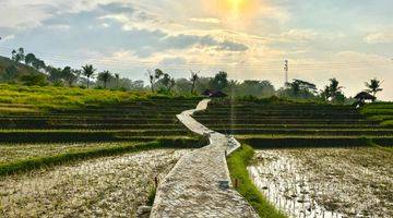 Gambar 4 TANAH KAVLING SAWAH PRODUKTIF MURAH NEMPEL JALAN PROVINSI