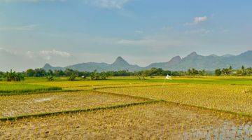 Gambar 3 TANAH KAVLING SAWAH PRODUKTIF MURAH NEMPEL JALAN PROVINSI