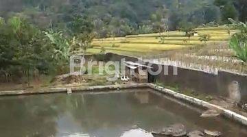 Gambar 4 Tanah dan Kolam ikan dengan mata air yang banyak di Subang