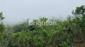 Gambar 3 TANAH KOSONG KINTAMANI KEBUN JERUK