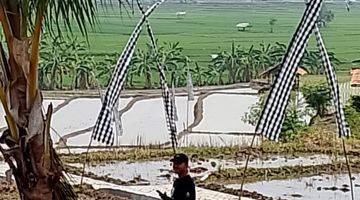 Gambar 1 Jual Tanah kavling Sawah View Menakjubkan 390 Juta 1000M²