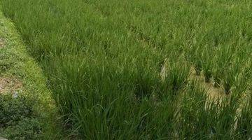 Gambar 1 Dijual Sawah Produktif Murah Dibawah Njop 40rb m² Karawang