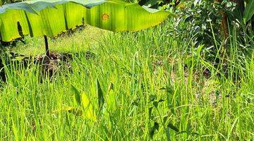 Gambar 4 Tanah Pohon Cengkeh Dan Durian