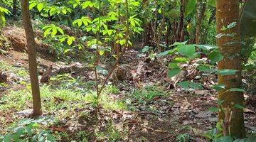 Gambar 5 Tanah Pohon Cengkeh Dan Durian