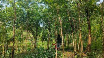 Gambar 4 TANAH MURAH KEBUN ANGSANA WLAHAR KALIBAGOR 