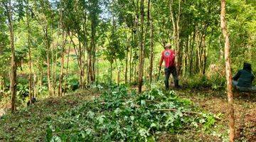 Gambar 3 TANAH MURAH KEBUN ANGSANA WLAHAR KALIBAGOR 