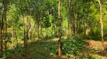 Gambar 1 TANAH MURAH KEBUN ANGSANA WLAHAR KALIBAGOR 