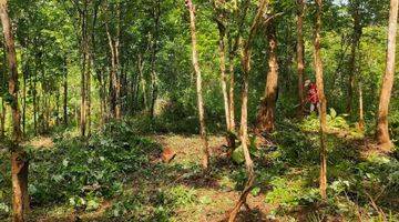 Gambar 2 TANAH MURAH KEBUN ANGSANA WLAHAR KALIBAGOR 