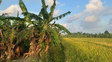 Gambar 3 Tanah Premium View Sawah & Dekat Dari Pantai.( Tanah Kontrakan)