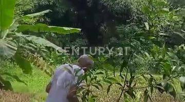 Gambar 4 Dijual Tanah Kebun Berbukit Dekat Pasar Loji Tegal Waru Karawang