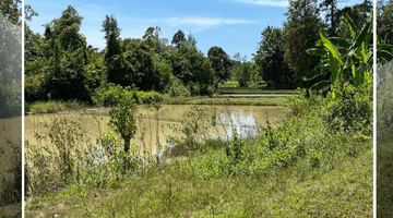 Gambar 5 Tanah Serang Zona Kuning Khusus Perumahan Murah Nego 15ha 