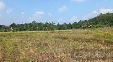 Gambar 2 Tanah Sawah Produktif Warung Gunung Lebak